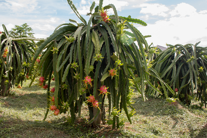 fruto del cactus pitahaya